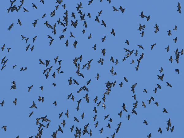 Naakka, Western Jackdaw, Corvus monedula